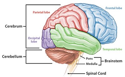 Detail Gambar Otak Anatomi Ginjal Nomer 46