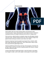 Detail Gambar Otak Anatomi Ginjal Nomer 47