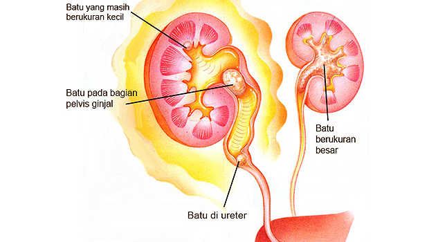 Detail Gambar Otak Anatomi Ginjal Nomer 51