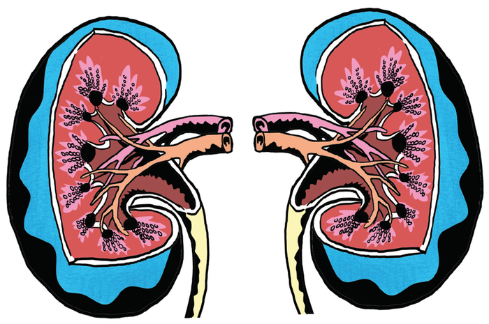 Detail Gambar Otak Anatomi Ginjal Nomer 54