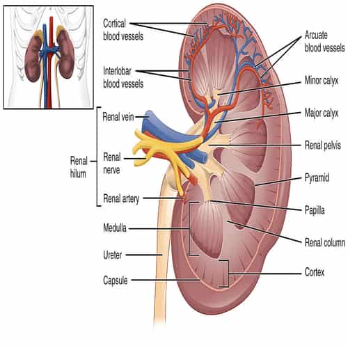 Detail Gambar Otak Anatomi Ginjal Nomer 7