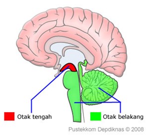 Detail Gambar Otak Besar Nomer 35