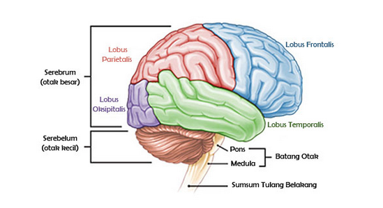 Detail Gambar Otak Besar Nomer 45