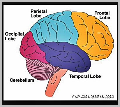 Detail Gambar Otak Besar Nomer 48