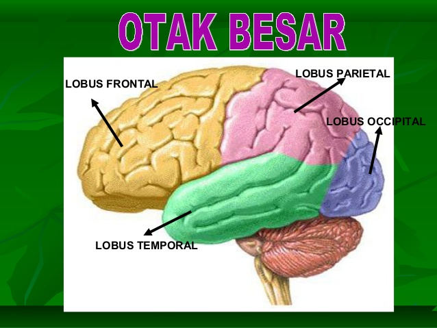 Detail Gambar Otak Besar Nomer 10