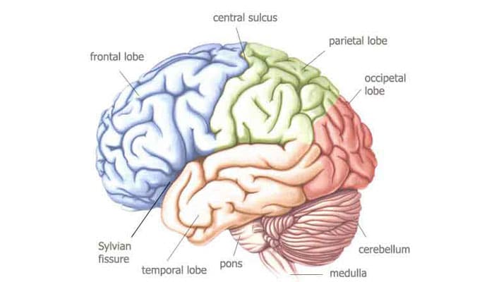 Detail Gambar Otak Dan Bagian Bagiannya Nomer 11
