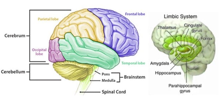 Detail Gambar Otak Dan Bagian Bagiannya Nomer 14