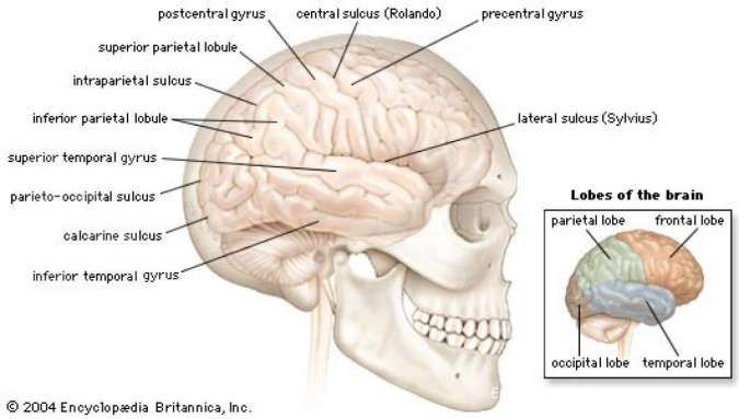 Detail Gambar Otak Dan Bagian Bagiannya Nomer 18