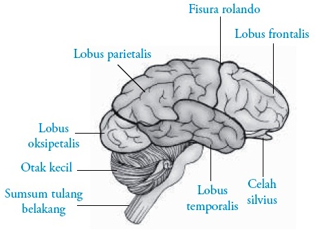 Detail Gambar Otak Dan Bagian Bagiannya Nomer 19