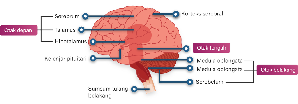 Detail Gambar Otak Dan Bagian Bagiannya Nomer 29