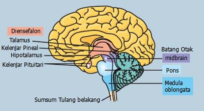 Detail Gambar Otak Dan Bagian Bagiannya Nomer 32