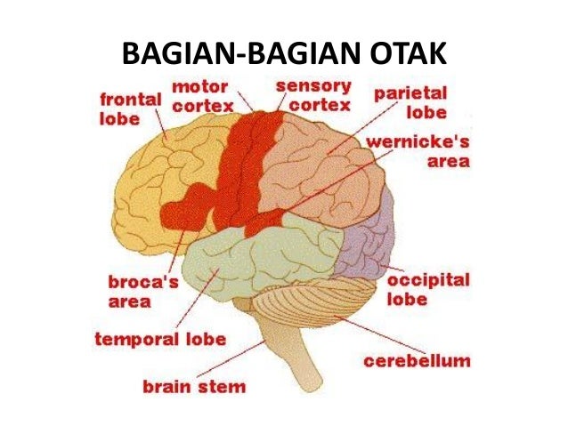 Detail Gambar Otak Dan Bagian Bagiannya Nomer 41