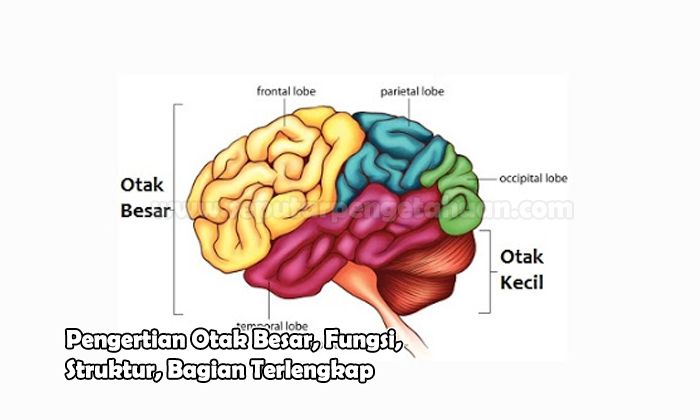 Detail Gambar Otak Dan Bagian Bagiannya Nomer 6