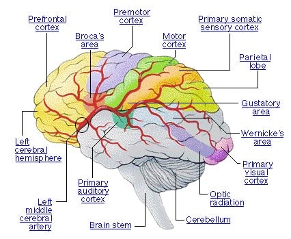 Detail Gambar Otak Dan Bagian Bagiannya Nomer 8