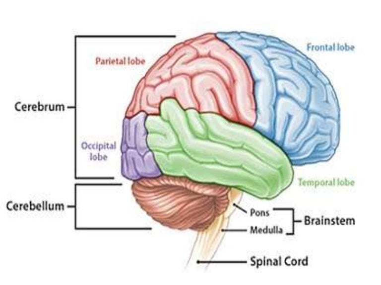 Detail Gambar Otak Dan Keterangannya Nomer 11
