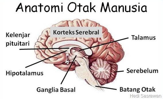 Detail Gambar Otak Dan Keterangannya Nomer 15