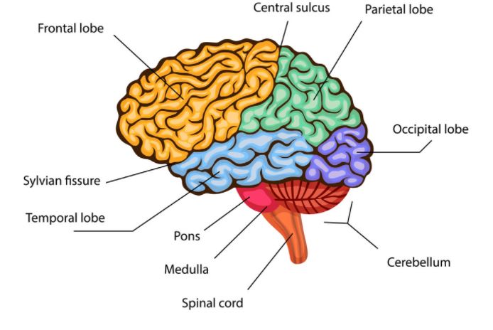 Detail Gambar Otak Dan Keterangannya Nomer 3