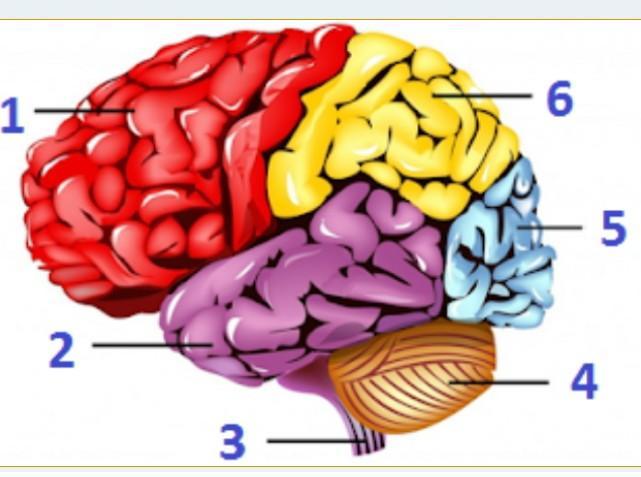 Detail Gambar Otak Dan Keterangannya Nomer 22