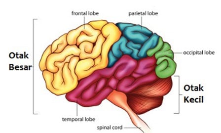 Detail Gambar Otak Dan Keterangannya Nomer 4
