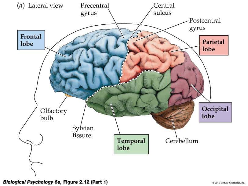 Detail Gambar Otak Dan Keterangannya Nomer 5