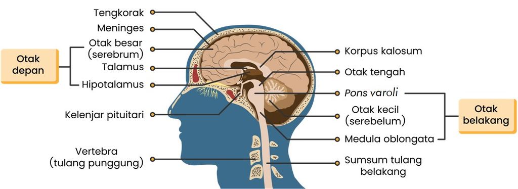 Detail Gambar Otak Dan Keterangannya Nomer 42
