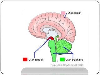 Detail Gambar Otak Dan Keterangannya Nomer 47
