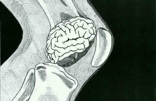 Detail Gambar Otak Di Dengkul Nomer 6