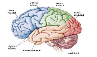 Detail Gambar Otak Gambar Otak Dan Keterangannya Nomer 12