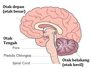 Detail Gambar Otak Gambar Otak Dan Keterangannya Nomer 17