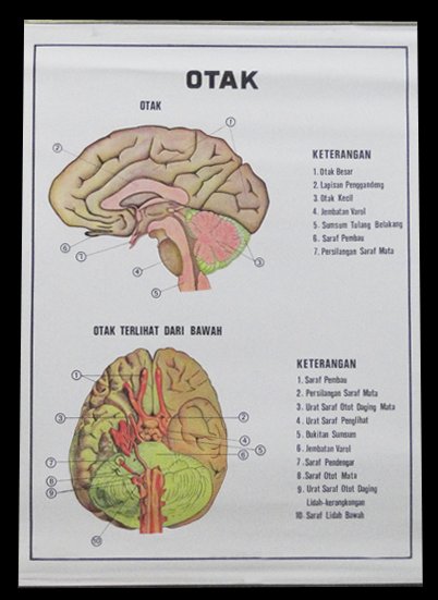 Detail Gambar Otak Gambar Otak Dan Keterangannya Nomer 31