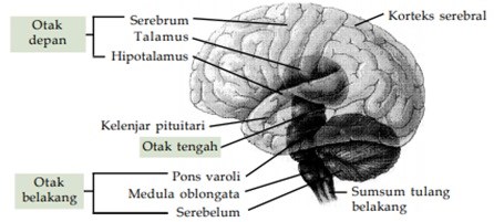 Detail Gambar Otak Gambar Otak Dan Keterangannya Nomer 32