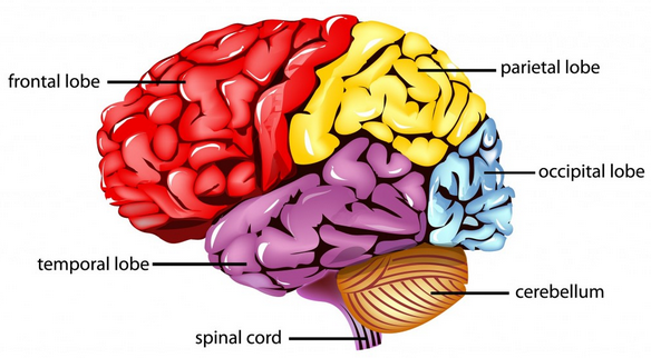 Detail Gambar Otak Gambar Otak Dan Keterangannya Nomer 8