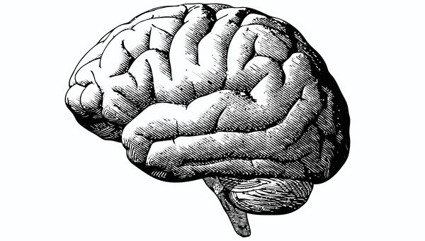 Detail Gambar Otak Hitam Putih Jpg Nomer 21