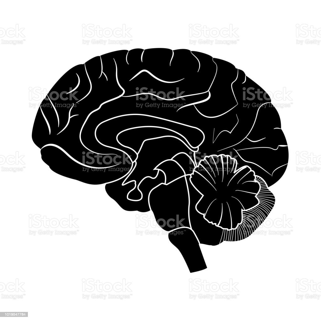Detail Gambar Otak Hitam Putih Jpg Nomer 37