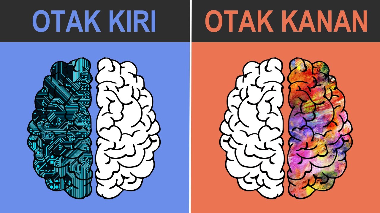 Detail Gambar Otak Kanan Dan Kiri Nomer 14