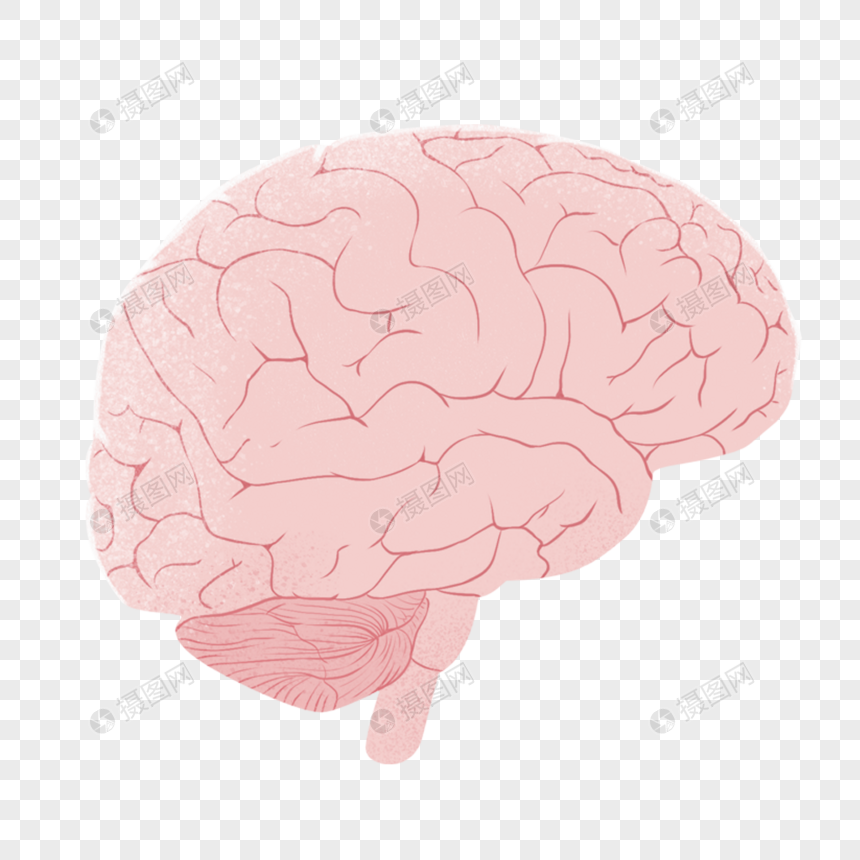 Detail Gambar Otak Png Nomer 23