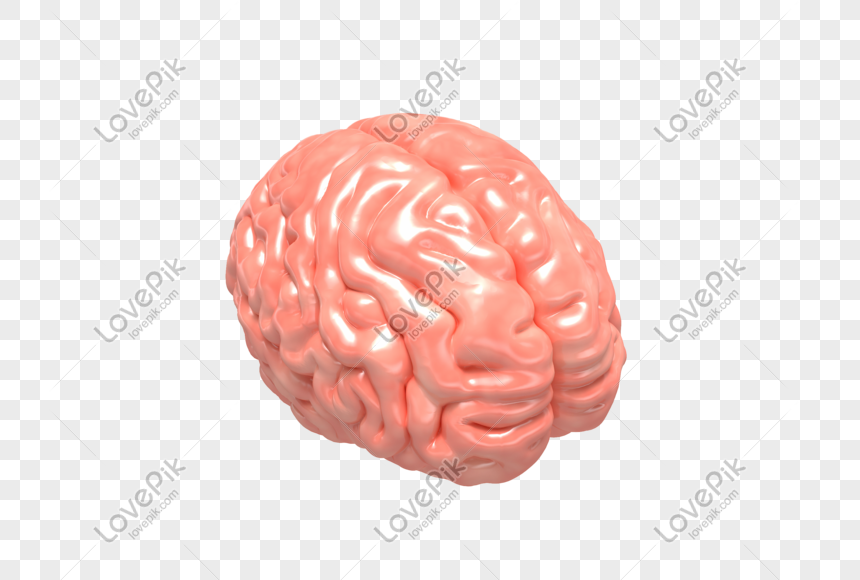 Detail Gambar Otak Png Nomer 30