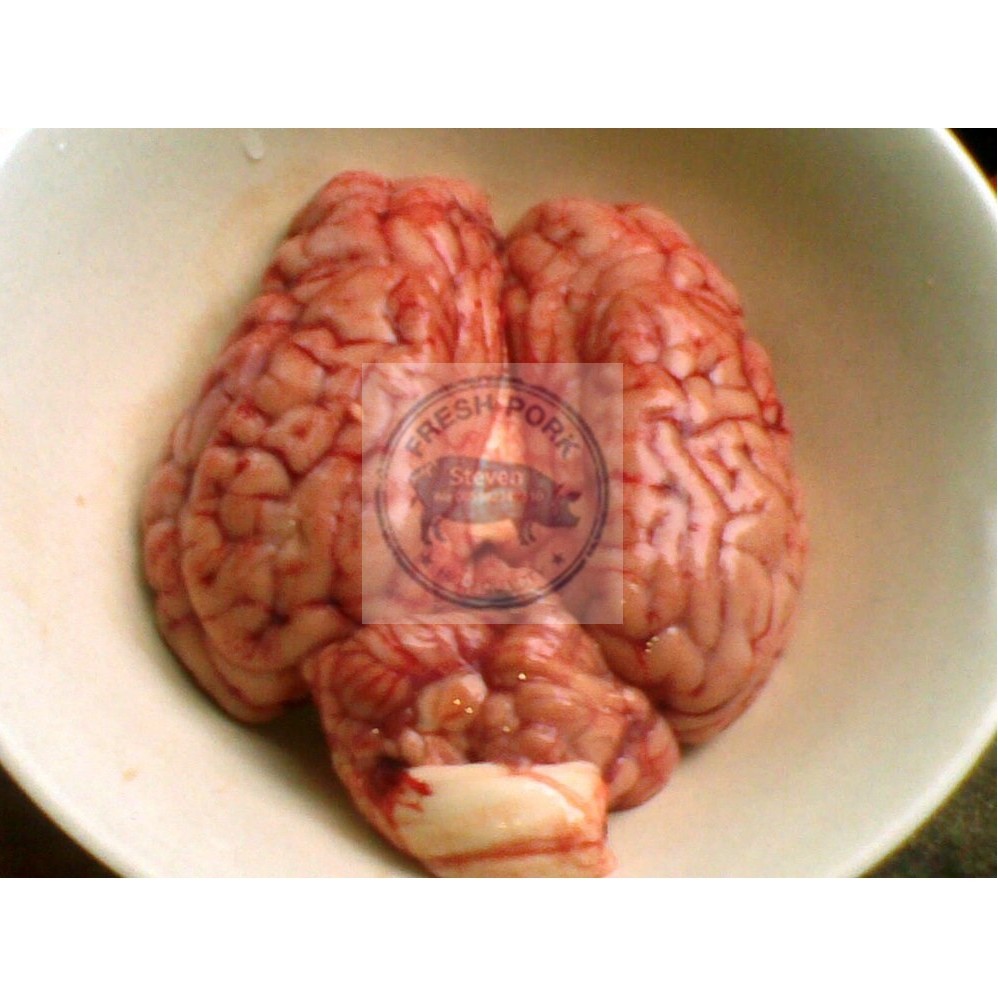 Gambar Otak Sapi - KibrisPDR
