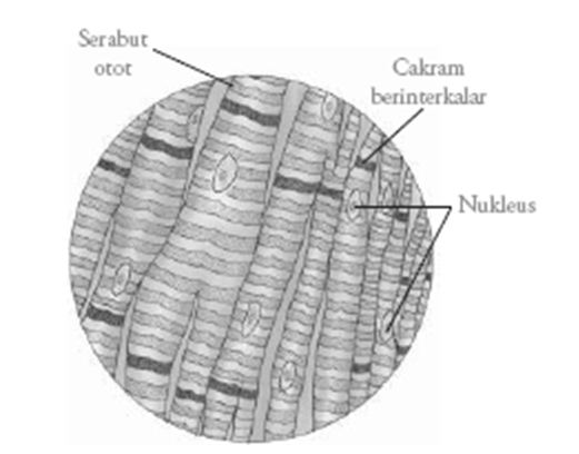 Detail Gambar Otot Jantung Nomer 30