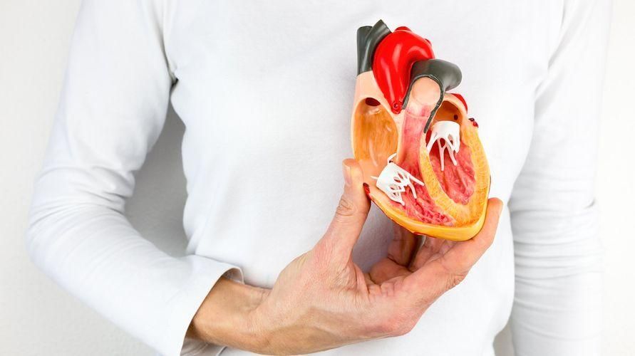 Detail Gambar Otot Jantung Nomer 45