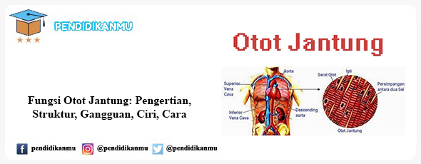 Detail Gambar Otot Jantung Nomer 46