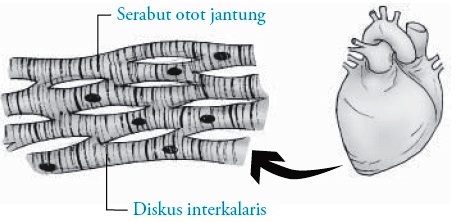 Detail Gambar Otot Jantung Nomer 50