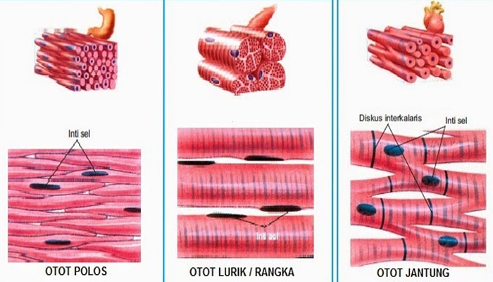 Detail Gambar Otot Lurik Nomer 11