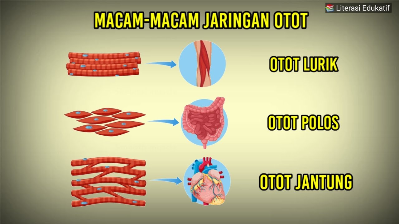 Detail Gambar Otot Lurik Nomer 29