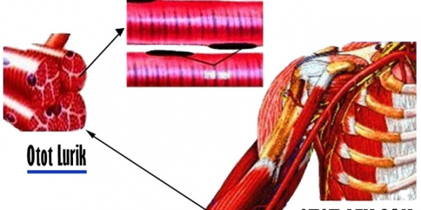 Detail Gambar Otot Lurik Nomer 31