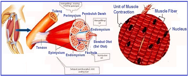 Detail Gambar Otot Lurik Nomer 33