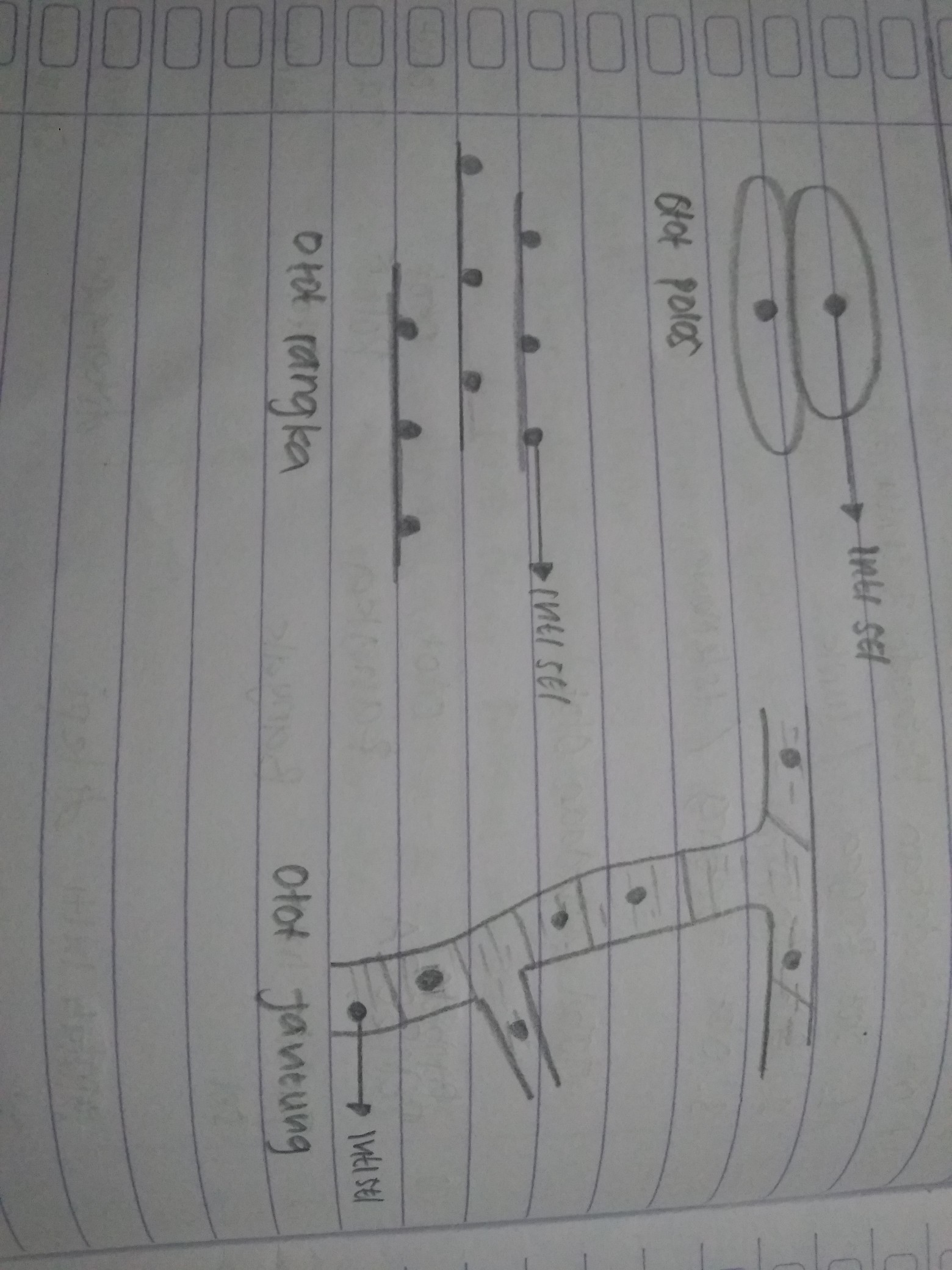 Detail Gambar Otot Lurik Nomer 47