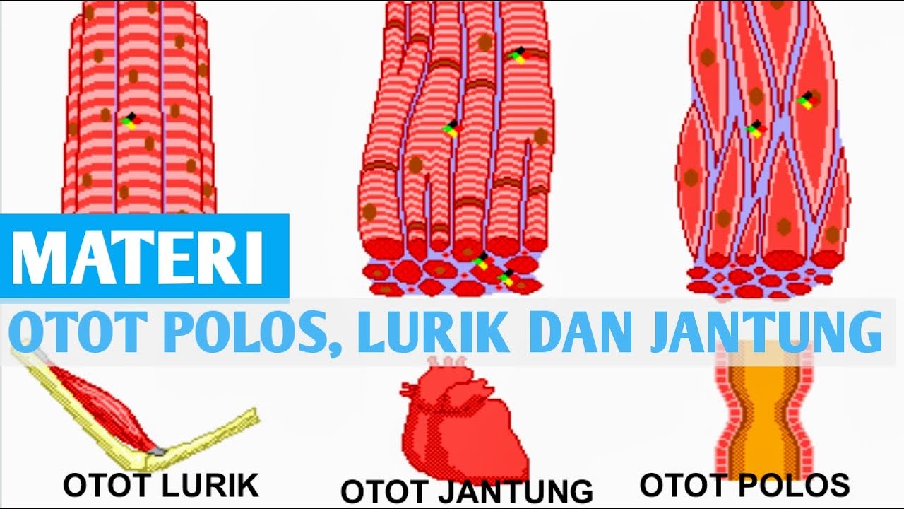 Detail Gambar Otot Lurik Nomer 50