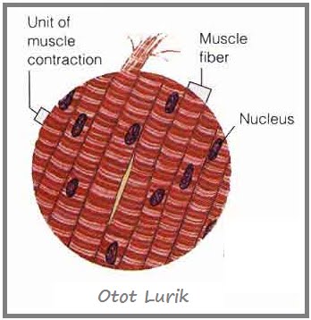 Detail Gambar Otot Lurik Nomer 8