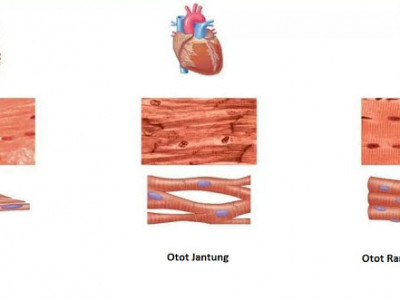 Detail Gambar Otot Lurik Jantung Dan Polos Nomer 22